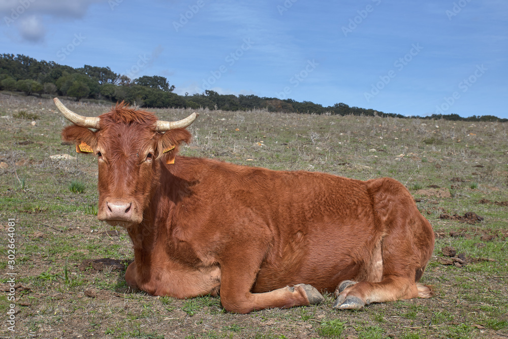 Cow in the meadow with blue sky