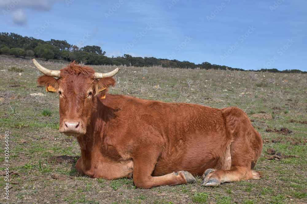 Cow in the meadow with blue sky Cow in the meadow with blue sky