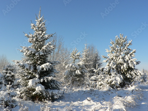 Snowy fir branch on a blue sky background. Pine or fir tree in the snow. Sunny and snowy winter day.