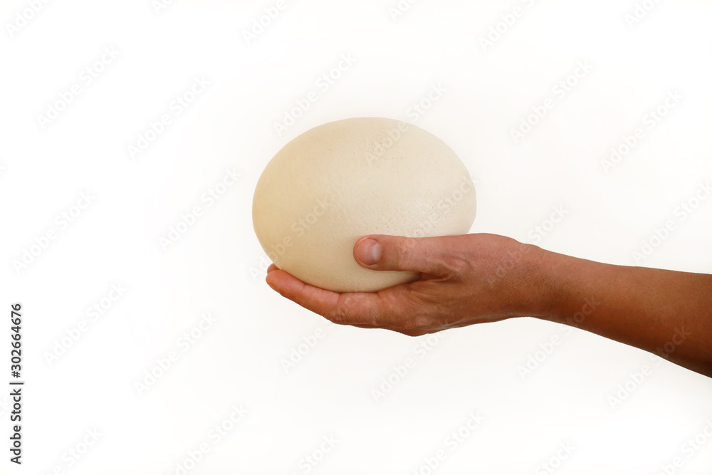 Male hand holds of big ostrich egg isolated on white background, size comparison, close up. Organic fresh egg. Healthy food. Ostrich egg as symbol of birth. Huge white egg shell of an african ostrich. Male hand holds of big ostrich egg isolated on white background, size comparison, close up. Organic fresh egg. Healthy food. Ostrich egg as symbol of birth. Huge white egg shell of an african ostrich.