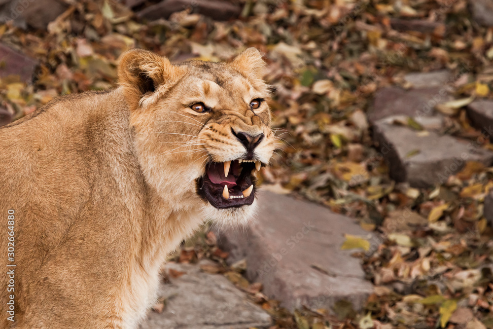 Obraz premium Snarls snarls, bared teeth of malice in eyes. symbol of rage. Portrait of a confident look. Powerful muscular lioness