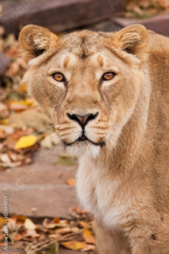 Portrait of a confident look. Powerful muscular lioness