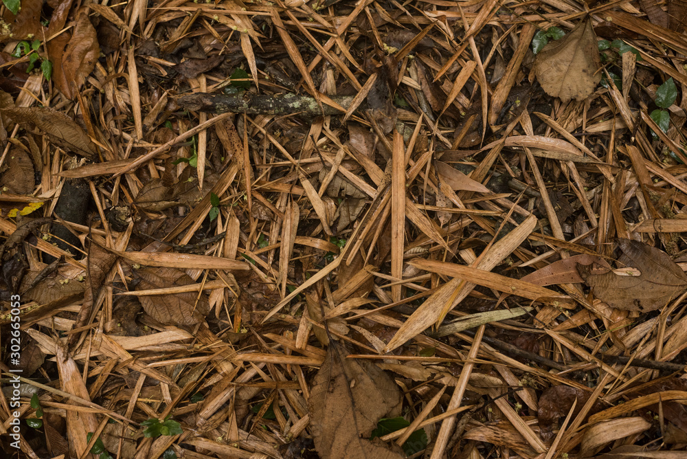 Dry brownish leaves on the ground to be used as a background image