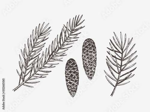 Hand drawn conifer branches and cones. Vector illustration of spruce and pine 