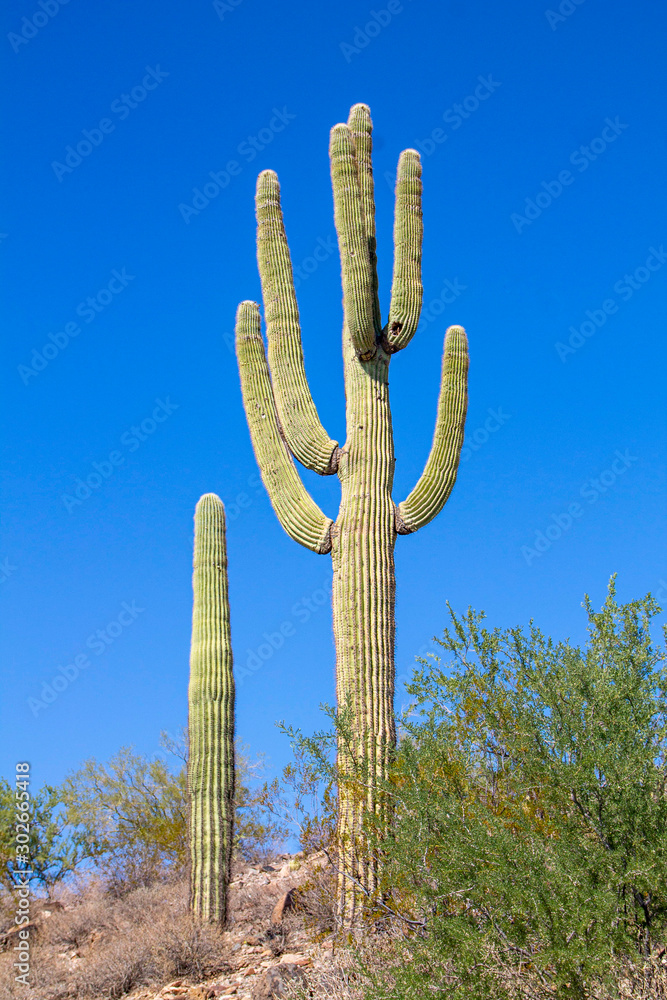 saguaro cactus