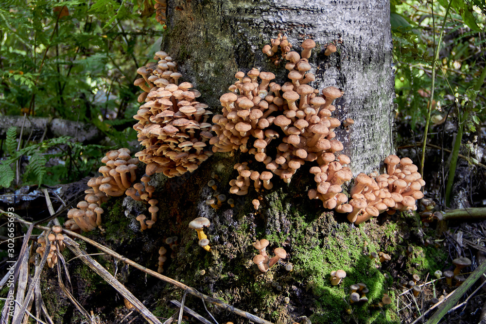 mushrooms in forest mushrooms in forest