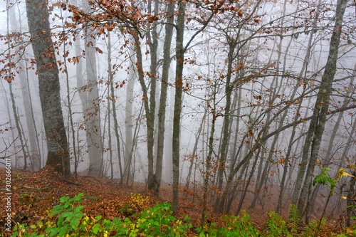 Autumn foliage photo