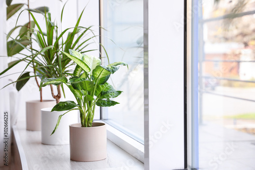 Different potted plants near window at home