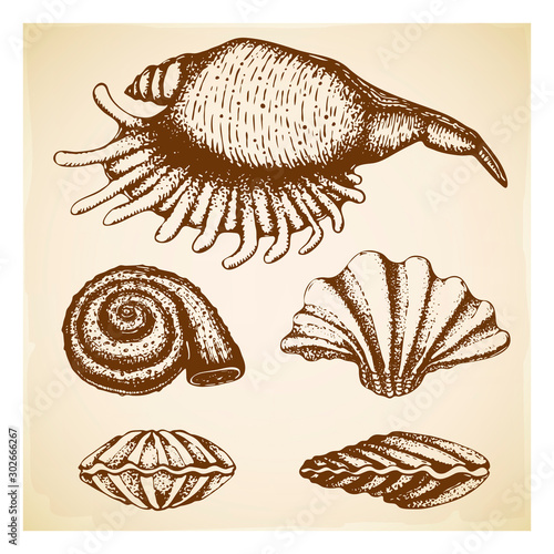vintage Hand drawn seashell collection. Set of various beautiful engraved mollusk marine shells on retro textured background. Realistic sketch of cockleshell like conch, oyster, spiral, clam, scallop