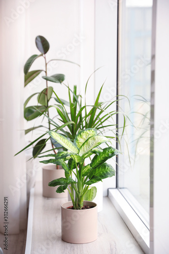Different potted plants near window at home © New Africa