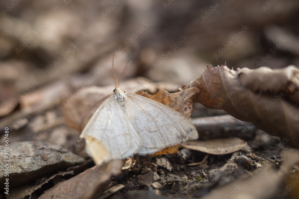 butterfly butterfly