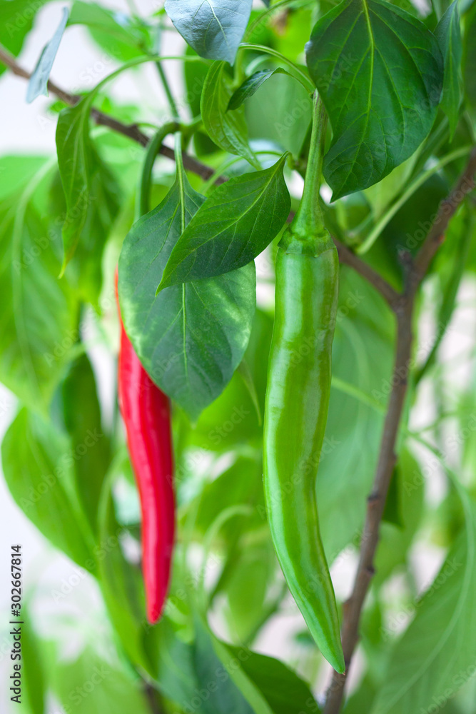 Green and red chili peppers hanging on a branch