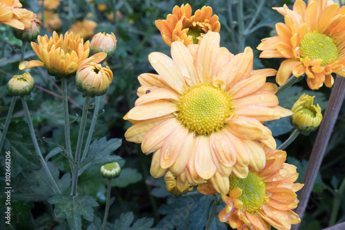 Chrysanthemum indicum is a flowering plant commonly called Indian chrysanthemum. Intentionally shot to not focus
