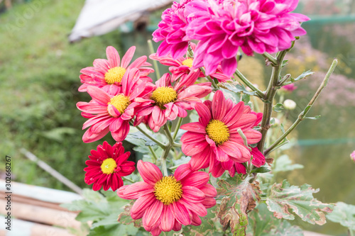 Chrysanthemum indicum is a flowering plant commonly called Indian chrysanthemum. Intentionally shot to not focus