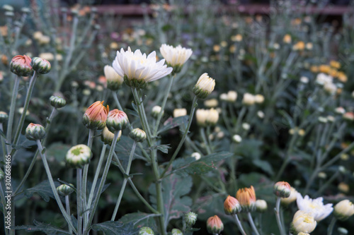 Chrysanthemum indicum is a flowering plant commonly called Indian chrysanthemum. Intentionally shot to not focus