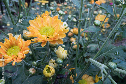 Chrysanthemum indicum is a flowering plant commonly called Indian chrysanthemum. Intentionally shot to not focus