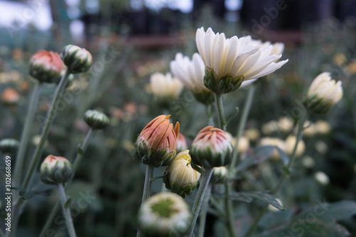 Chrysanthemum indicum is a flowering plant commonly called Indian chrysanthemum. Intentionally shot to not focus