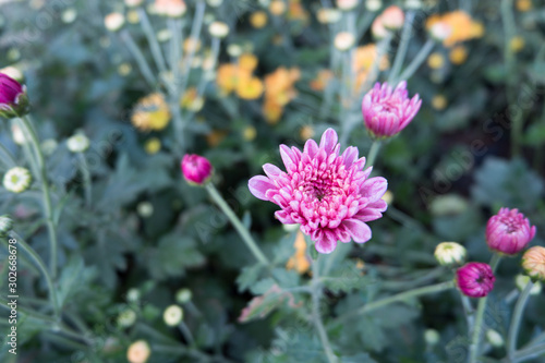 Chrysanthemum indicum is a flowering plant commonly called Indian chrysanthemum. Intentionally shot to not focus