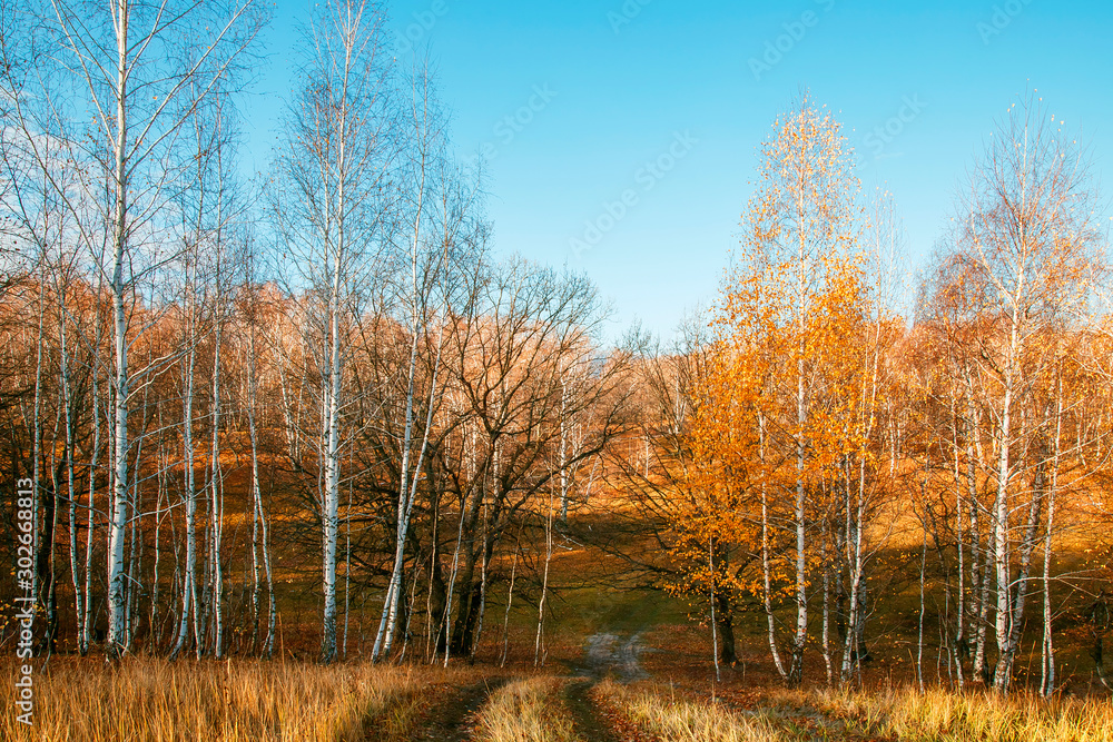 Beautiful bright sunny colorful autumn landscape with a road. Morning among trees with foliage in nature outdoors in an orange-yellow golden forest in fine warm weather in October in the fall season