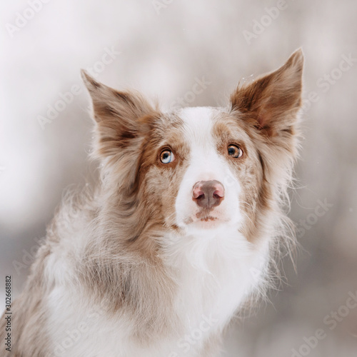 Red merle border collie dog on a winter walk