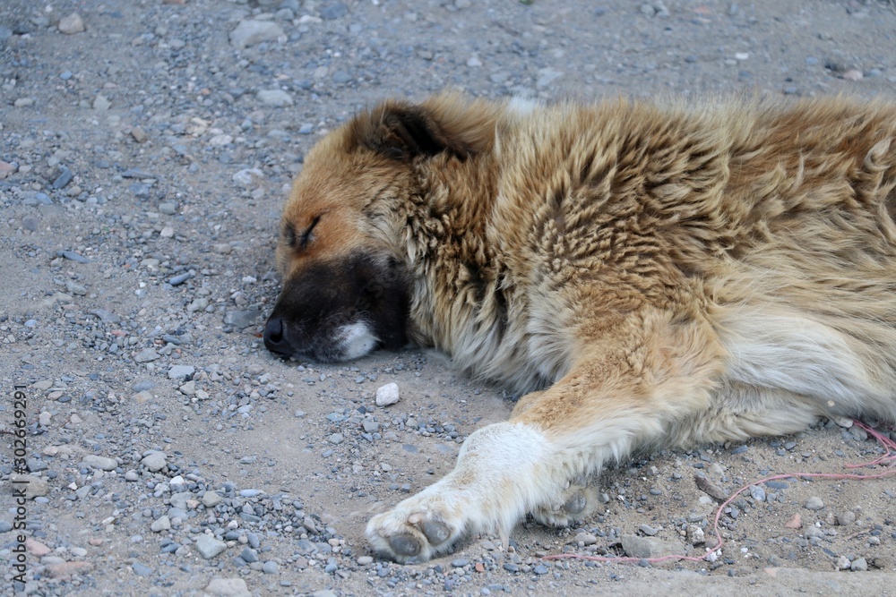 Sleeping dog on the ground Sleeping dog on the ground