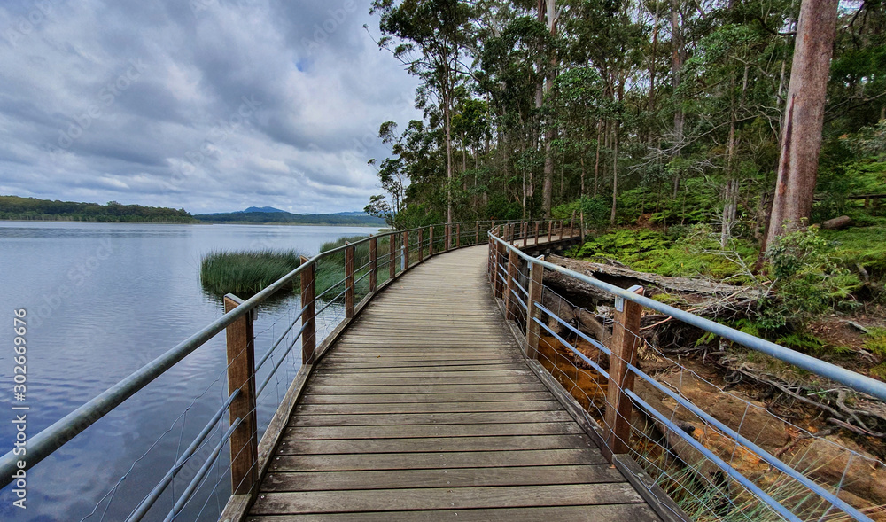 Forest walkway