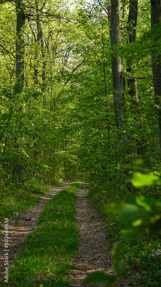 Obraz premium przyroda