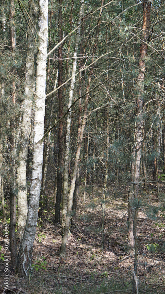 Obraz premium przyroda