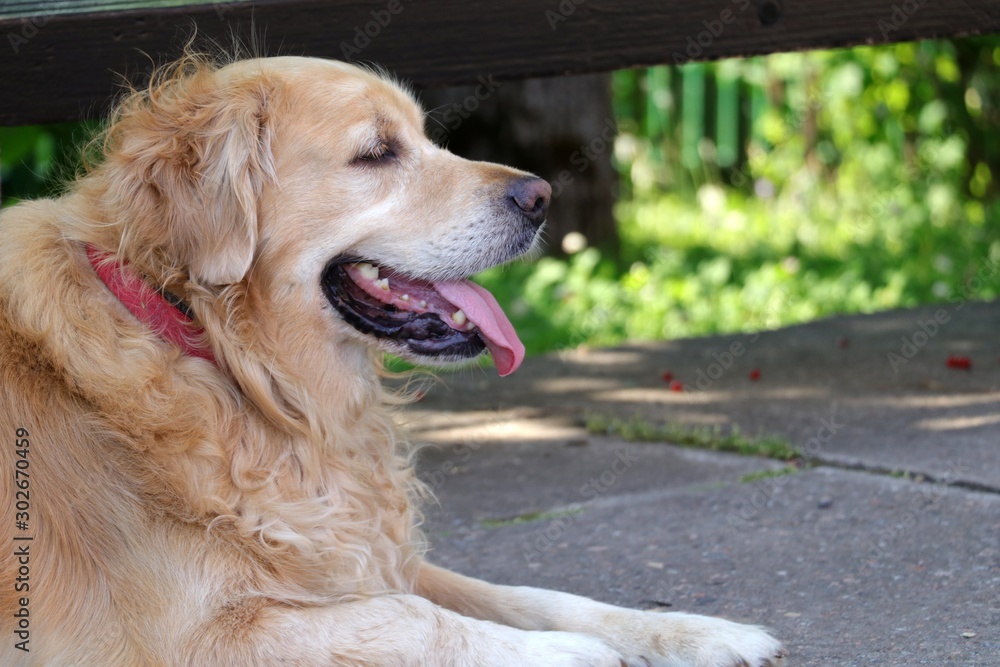 Retriever dog is waiting for its owner Retriever dog is waiting for its owner