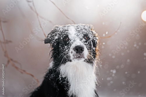 Beautiful border collie walks at sunset in a snowy park photo