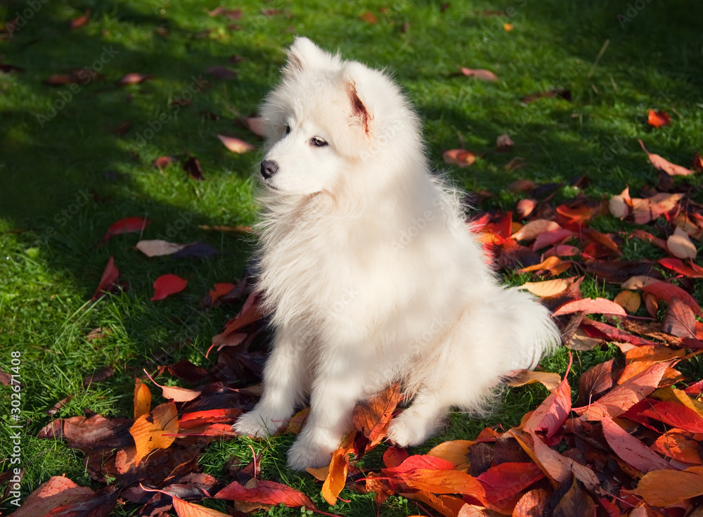 samoyed puppy on the lawn in autumn samoyed puppy on the lawn in autumn