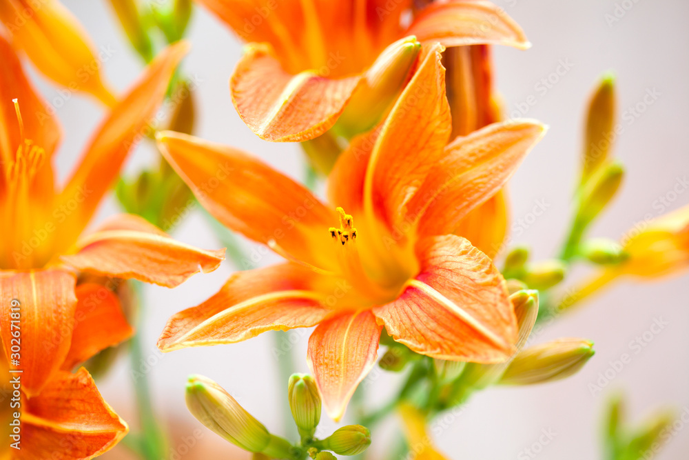Blooming Lily close-up Blooming Lily close-up