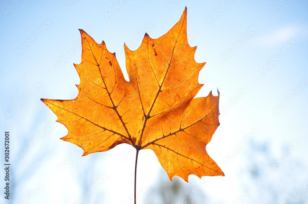 maple leave on blue sky background maple leave on blue sky background
