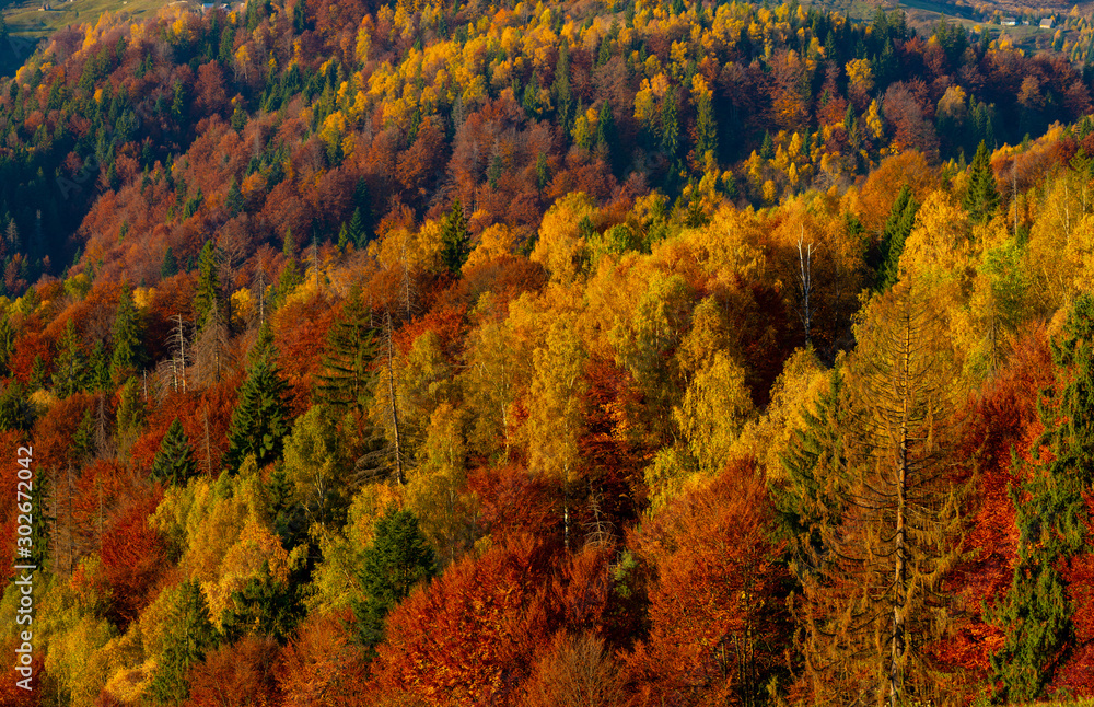 Autumn forest trees in the mountains panorama