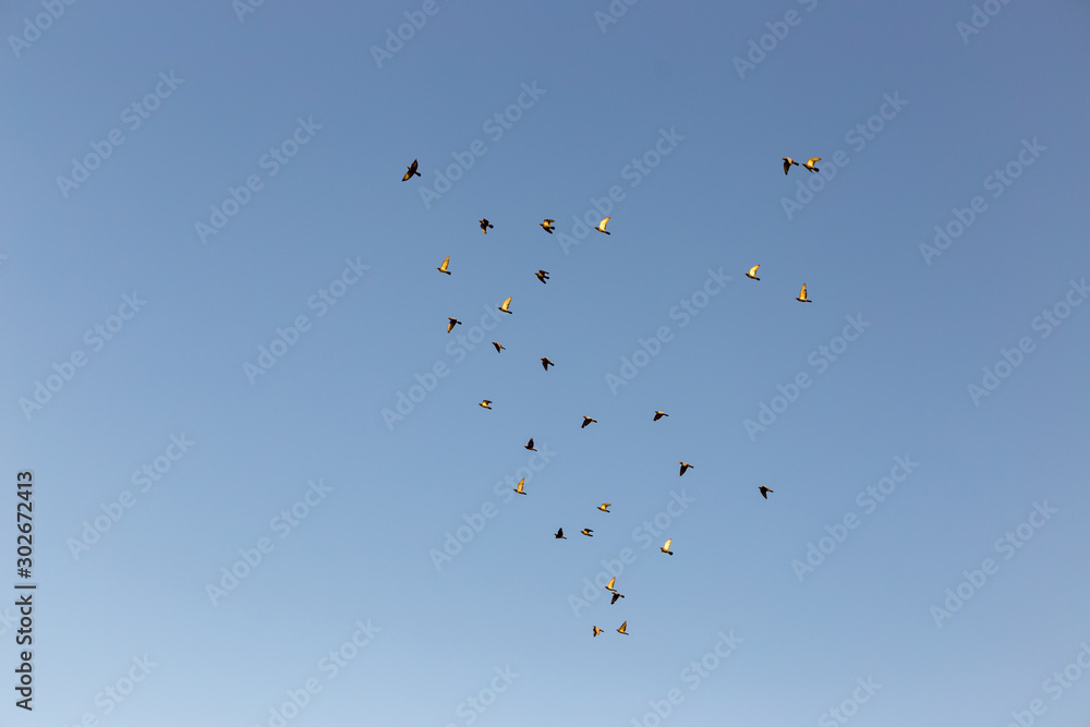 flock of speed racing pigeon bird flying against clear blue sky