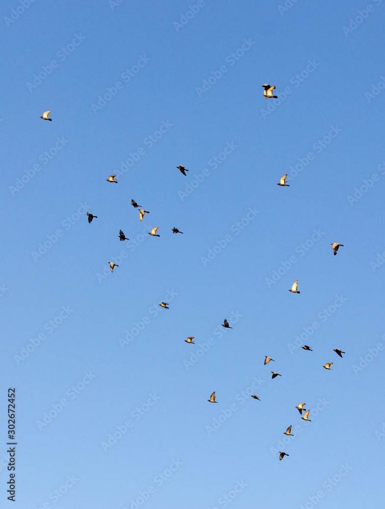 flock of speed racing pigeon bird flying against clear blue sky flock of speed racing pigeon bird flying against clear blue sky
