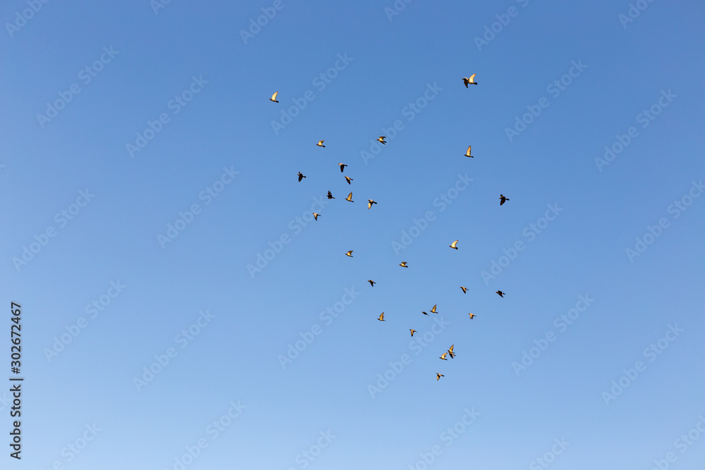 Obraz premium flock of speed racing pigeon bird flying against clear blue sky