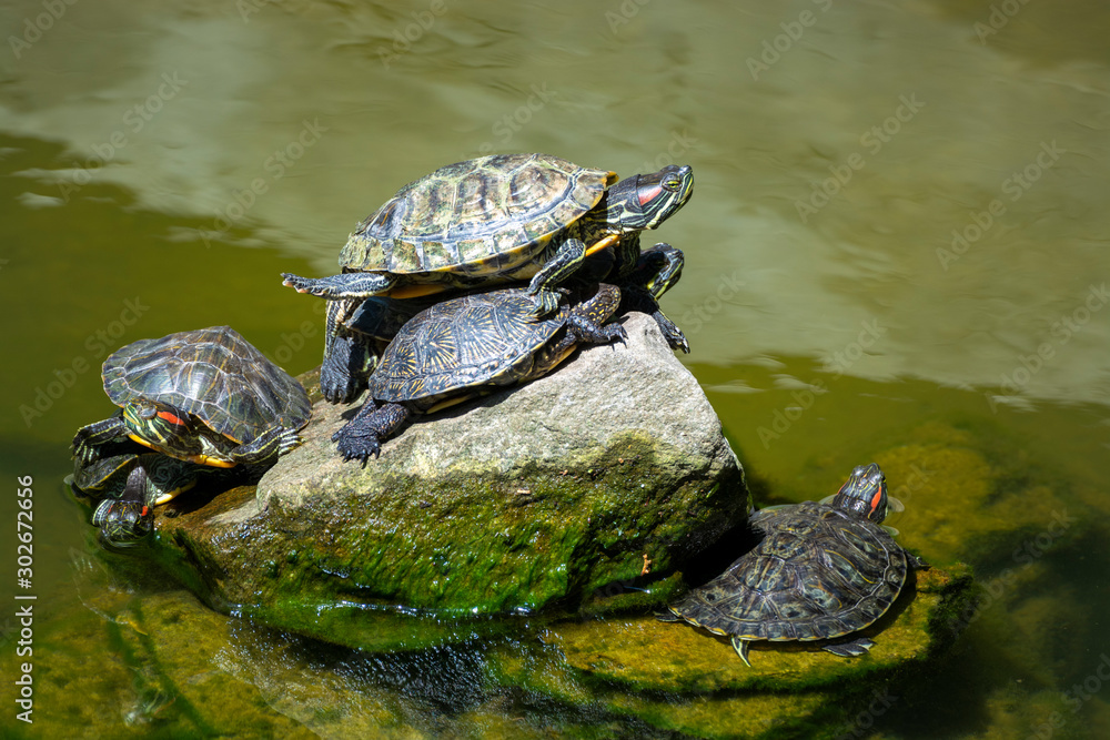 turtles on rock in lake on a sunny day turtles on rock in lake on a sunny day