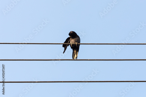 Bird sitting on a power line cable against a cloudy sky.