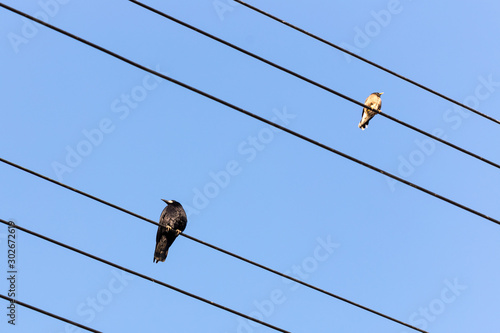 Bird sitting on a power line cable against a cloudy sky.