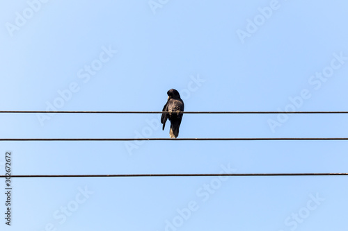 Bird sitting on a power line cable against a cloudy sky.