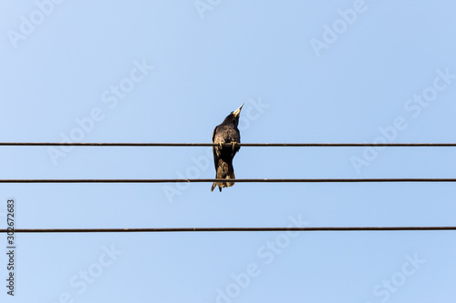 Bird sitting on a power line cable against a cloudy sky.