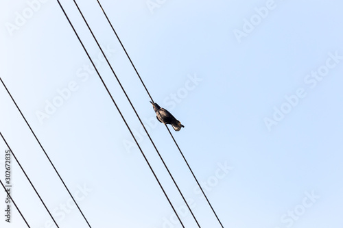 Bird sitting on a power line cable against a cloudy sky.