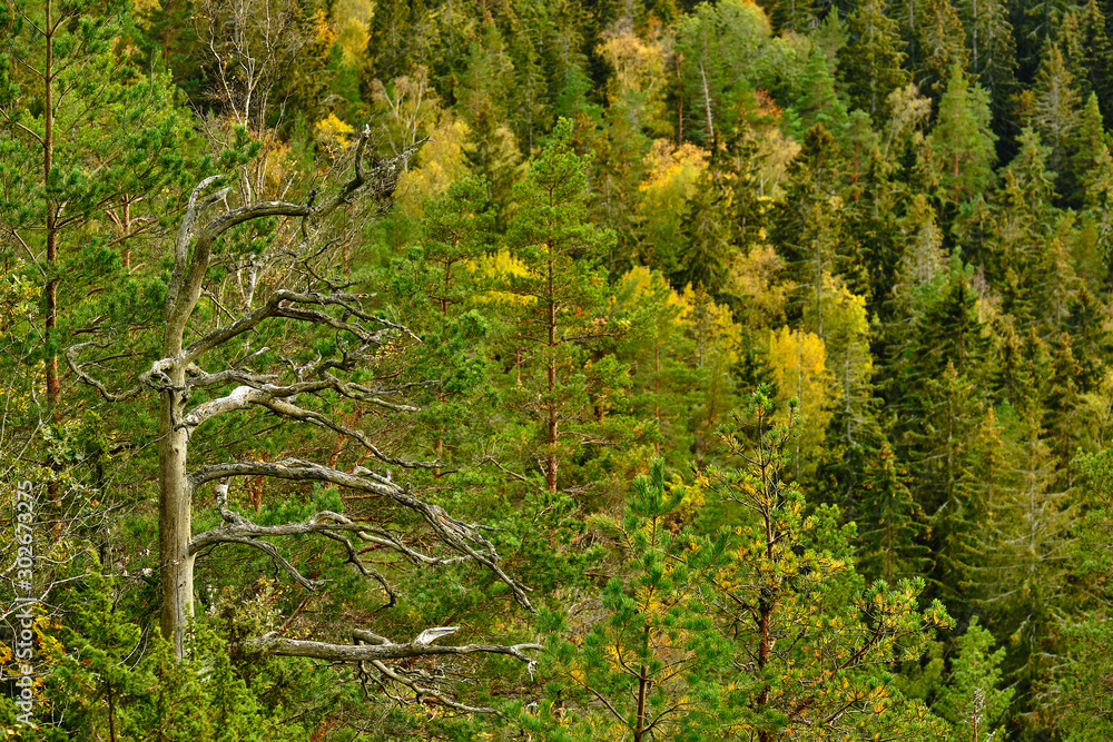 Forest in autumn colors photographed from above with a dead tree in the foreground