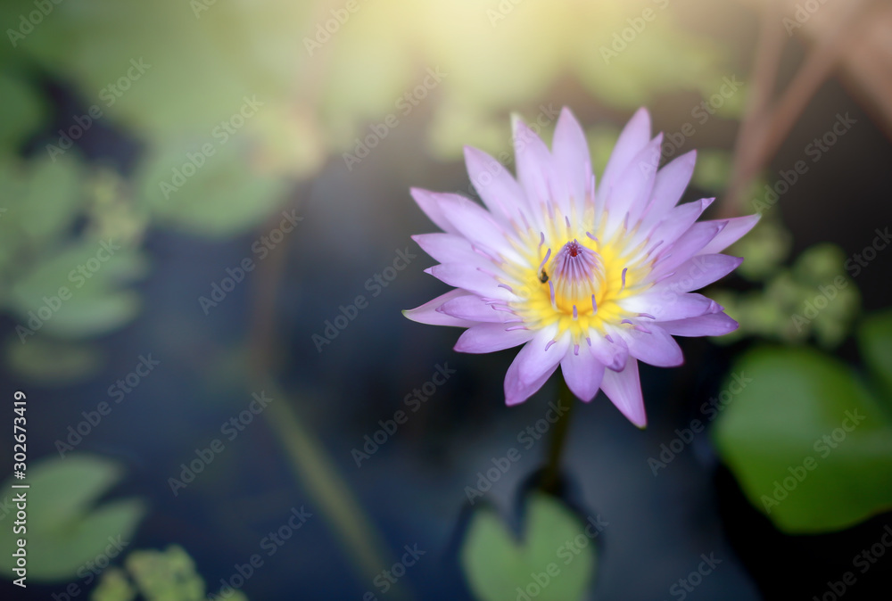 Beautiful blurred pink lotus with green leaves as a blurred background in a soft, shimmering gold pool for use as a blurred background and textual design. Beautiful blurred pink lotus with green leaves as a blurred background in a soft, shimmering gold pool for use as a blurred background and textual design.