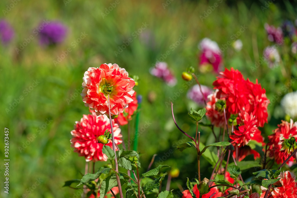 red flowers in garden