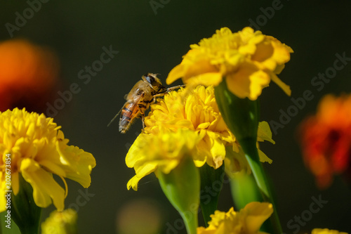 bee on flower © Pavel