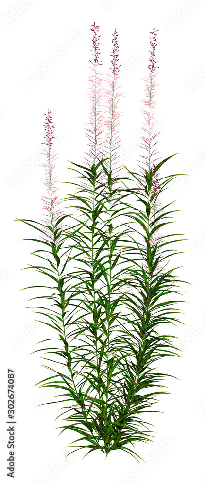 3D Rendering Fireweed Plant on White