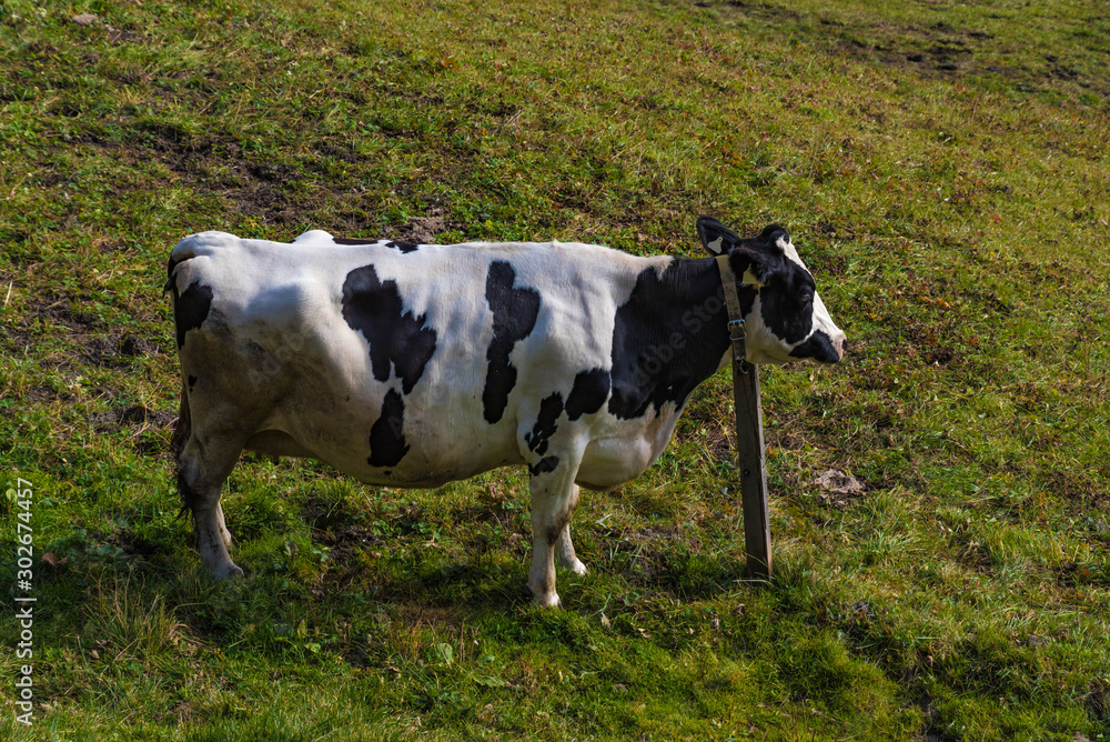 simmental cow in a field