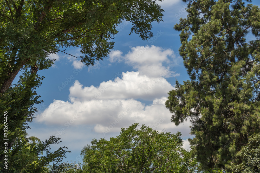 Green trees form a natural frame around a scene with blue sky and white clouds image for background use with copy space in horizontal format Green trees form a natural frame around a scene with blue sky and white clouds image for background use with copy space in horizontal format